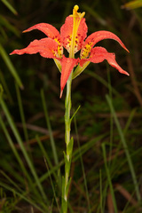 Lilium catesbaei image