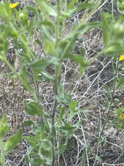 Heterotheca hirsuta