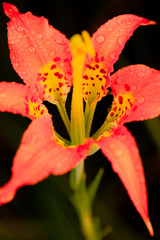 Lilium catesbaei image