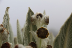 Espeletia brachyaxiantha