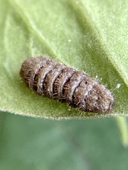 Satyrium calanus