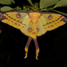 Madagascan Moon Moth - Photo (c) Frank Vassen, some rights reserved (CC BY)