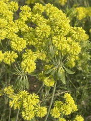 Eriogonum flavum