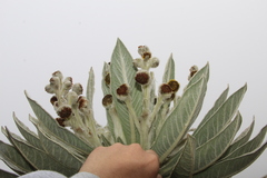 Espeletia brachyaxiantha