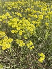 Eriogonum flavum