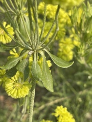 Eriogonum flavum