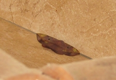 Hypopyra capensis