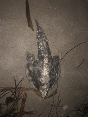Ogcocephalidae