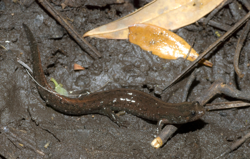 Holbrook’s Southern Dusky Salamander