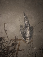Ogcocephalidae