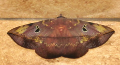 Hypopyra capensis