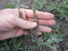 Lappula occidentalis