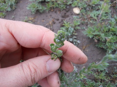 Lappula occidentalis