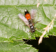 Ichneumon suspiciosus