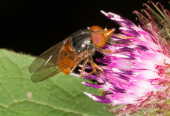 Rhingia rostrata