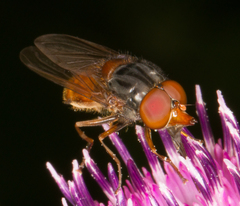 Rhingia rostrata