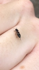 Enoclerus nigrifrons