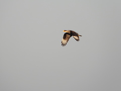 Caracara plancus