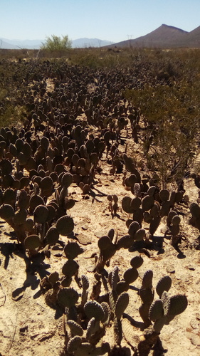 Opuntia microdasys