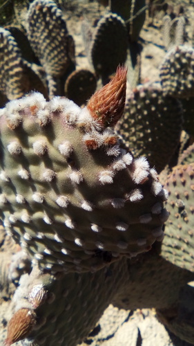 Opuntia microdasys