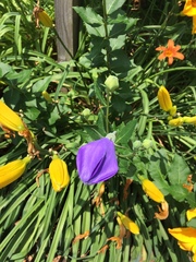 Platycodon