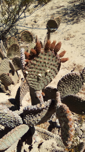Opuntia microdasys