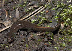 Desmognathus auriculatus