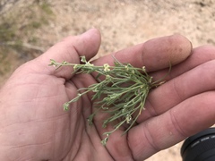 Pectocarya heterocarpa