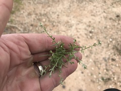 Pectocarya heterocarpa