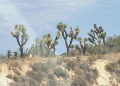 Yucca brevifolia