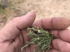 Pectocarya heterocarpa