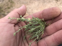 Pectocarya heterocarpa