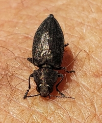 Phaenops