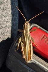 Melanoplus bivittatus