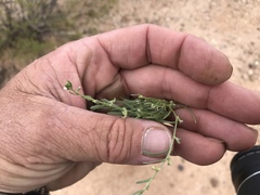 Pectocarya heterocarpa