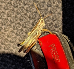 Melanoplus bivittatus