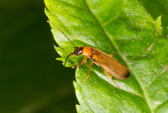 Rhagonycha lutea