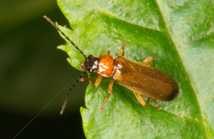 Rhagonycha lutea