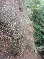 Rhododendron occidentale