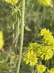 Eriogonum flavum