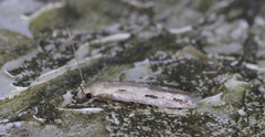 Mompha brevivittella