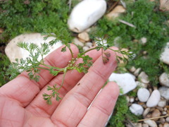 Ammoselinum butleri