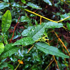 Monococcus echinophorus