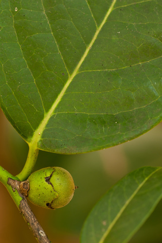 (linked from Diospyros maritima) Ebenaceae image
