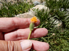 Raillardella scaposa