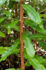 Ixora pavetta