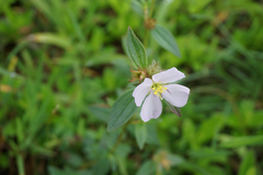 Pterolepis glomerata