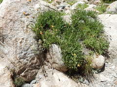 Raillardella scaposa