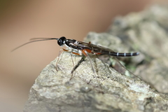 Poemeniinae