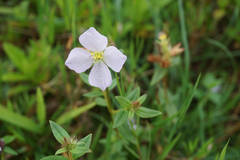 Pterolepis glomerata